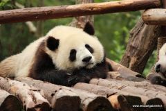 Chengdu