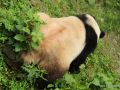 Panda che ha appena fatto i suoi bisognini