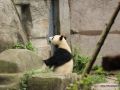 I panda il pomeriggio cercano di entrare nelle gabbie dove c'è l'aria condizionata