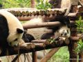 Panda accaldati 