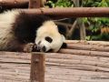 Siamo 6 cuccioloni adottati da una mamma Panda
