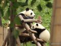 Mamma e cucciolo