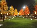 Alberi di ferro e luci natalizie "romani"