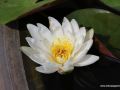 Fiore di loto